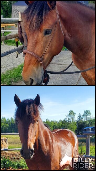 Canadian Free Range Horse Wallach, Nicole, Horses For Sale, Kerns, Image 3