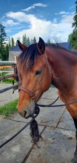 Canadian Free Range Horse Wallach, Nicole, Horses For Sale, Kerns