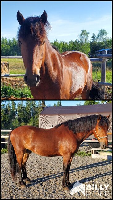 Canadian Free Range Horse Wallach, Nicole, Pferd kaufen, Kerns, Abbildung 3