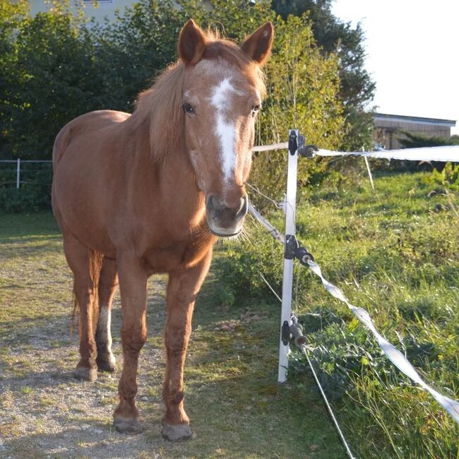 Pflegebeteiligung, Celine Pöttinger , Horse Sharing, Auerbach