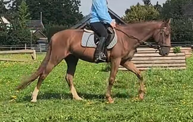 Pflegebeteiligung, Isa1, Horses For Sale, Euskirchen