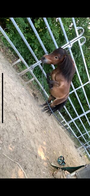 Pflegebeteiligung, Stella , Horses For Sale, Falkenberg, Image 2