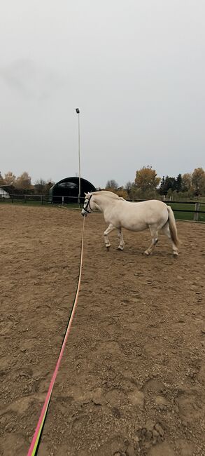 pflegebeteiligung, J. Klose , Horses For Sale, Knorrendorf , Image 2