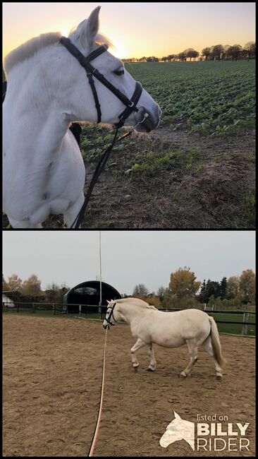 pflegebeteiligung, J. Klose , Horses For Sale, Knorrendorf , Image 3