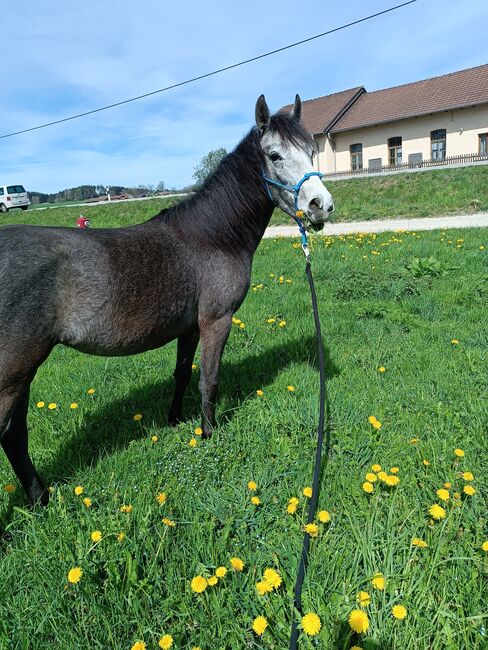 Pflegebeteiligung, Michaela , Horses For Sale, Sindelsdorf 