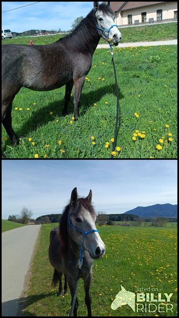 Pflegebeteiligung, Michaela , Horses For Sale, Sindelsdorf , Image 3