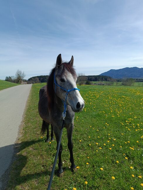 Pflegebeteiligung, Michaela , Horses For Sale, Sindelsdorf , Image 2