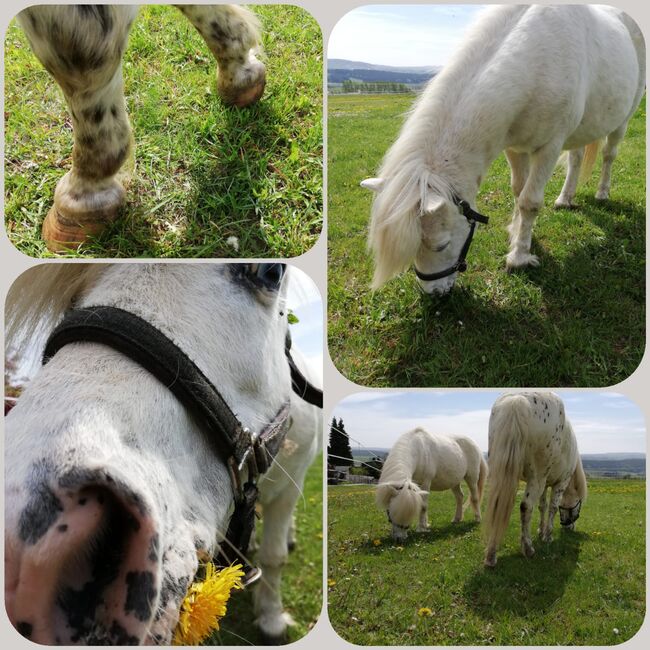 Pflegebeteiligung auf Ponys, Tanja Hochhaus , Horse Sharing, Schwarzenberg, Image 2