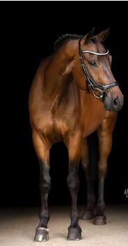 Pflegebeteiligung/Reitbeteiligung, Daniela Schönleitner, Horses For Sale, Kuchl