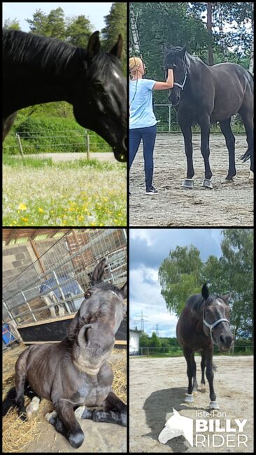 Pflegebeteiligung/Reitbeteiligung, Pflegebeteiligung/Reitbeteiligung , Sandra , Horse Sharing, Blumberg, Image 5