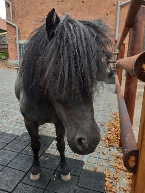 Pflege- (ggf auch Reit-)beteiligung an Ponys, ponymausi, Horse Sharing, Naumburg