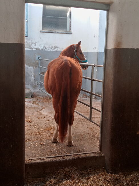 Pflege-/Reitbeteiligung, Gerti, Horses For Sale, Pabneukirchen, Image 6