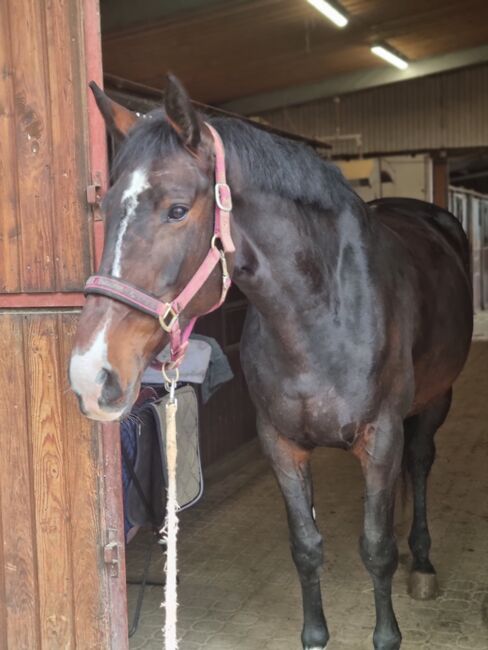 Pflege-/ Reitbeteiligung auf WB Stute  in 72818, Vanessa , Horse Sharing, Filderstadt