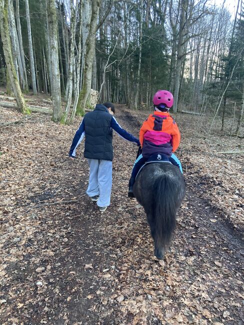 Pflege-/ Reitbeteiligung, Bianca, Horses For Sale, Attersee