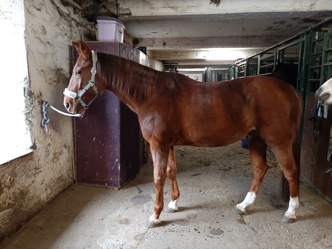 Pflegebeteiligung für  Traber in Bochum gesucht, Michaela Geda, Horse Sharing, Gelsenkirchen, Image 7