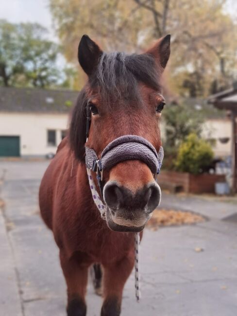 Pflegebeteiligung Pony sucht Mensch, Sebastian, Horses For Sale, Köln