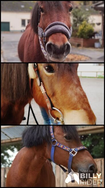 Pflegebeteiligung Pony sucht Mensch, Sebastian, Horses For Sale, Köln, Image 4