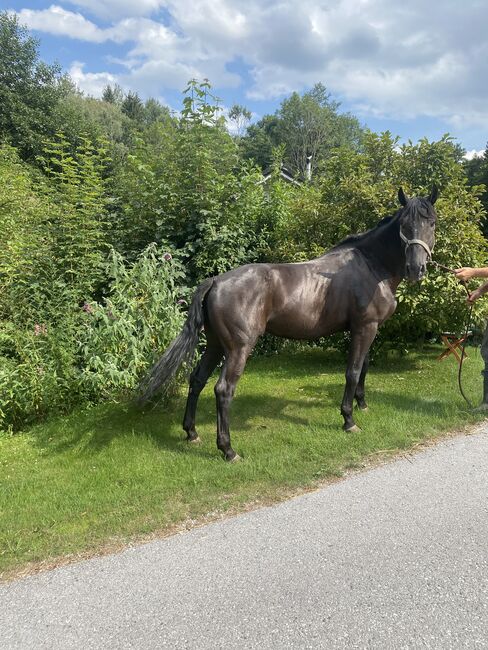 Kutschenpferd, Feil, Horses For Sale, Warth, Image 3