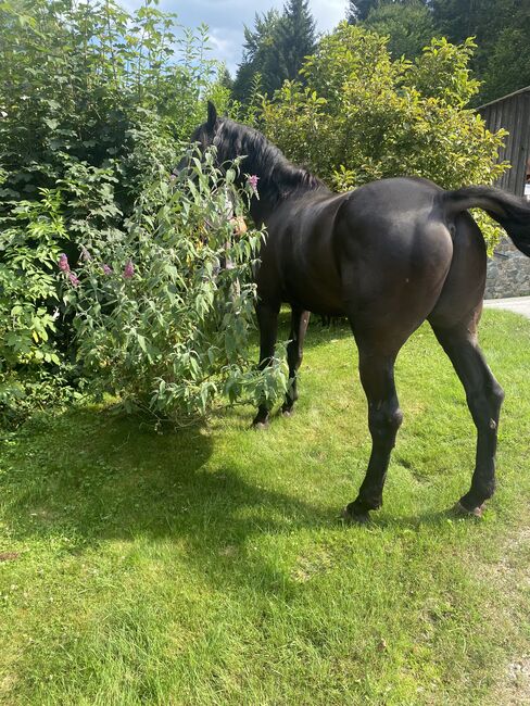 Kutschenpferd, Feil, Horses For Sale, Warth