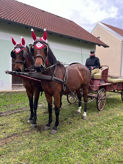 Kutsche / Wagonette zu verkaufen, Unbekannt Wagonette , Sebastian, Carriages, Wien, Image 2