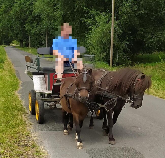 Kutschen Wagonette - ein- und 2 Spänner, Familie, Carriages, Rahden, Image 9