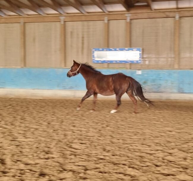 Tragende Born To Be Blazing Tochter, Kerstin Rehbehn (Pferdemarketing Ost), Horses For Sale, Nienburg, Image 3