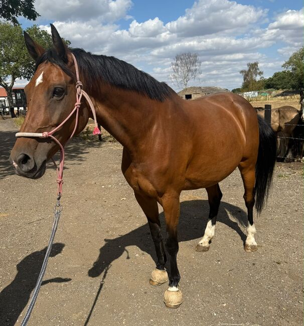 Cash – 16.3hh | 14-year-old Warmblood x Irish Mare, Brook, Horses For Sale, Newark Nottinghamshire 
