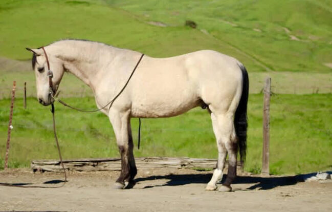 "Cashew" Buckskin Gelding Quarter, lucy, Pferd kaufen, Fleming island