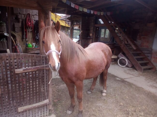 Castan, ein guter Weggefährte, Samuel, Horses For Sale, Ragnitz, Image 2