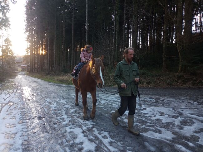 Castan, ein guter Weggefährte, Samuel, Horses For Sale, Ragnitz, Image 5