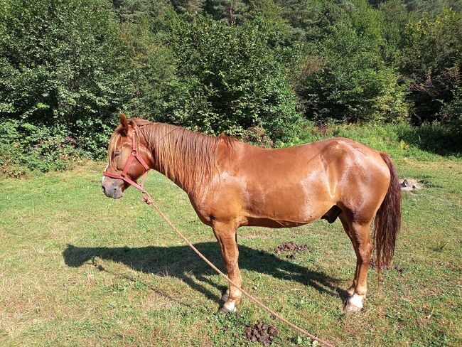 Castan, ein guter Weggefährte, Samuel, Konie na sprzedaż, Ragnitz, Image 7