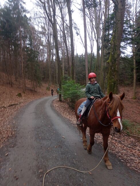 Castan, ein guter Weggefährte, Samuel, Konie na sprzedaż, Ragnitz, Image 4