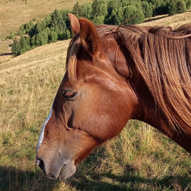 Castan, ein guter Weggefährte, Samuel, Konie na sprzedaż, Ragnitz, Image 6