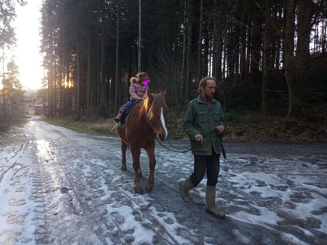 Castan, ein guter Weggefährte, Samuel, Konie na sprzedaż, Ragnitz, Image 2