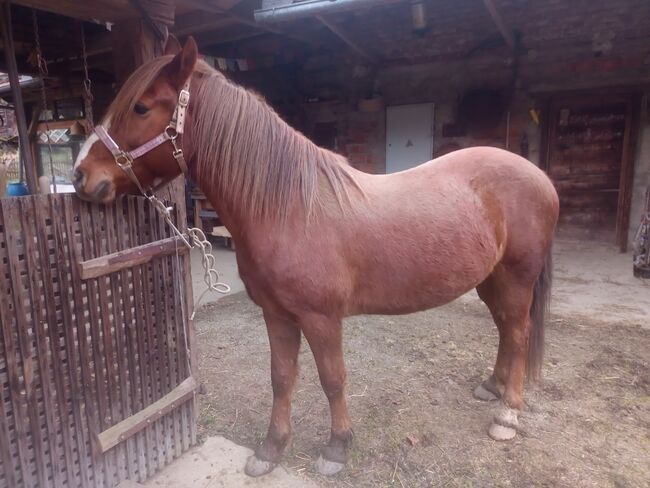 Castan, ein guter Weggefährte, Samuel, Horses For Sale, Ragnitz, Image 3