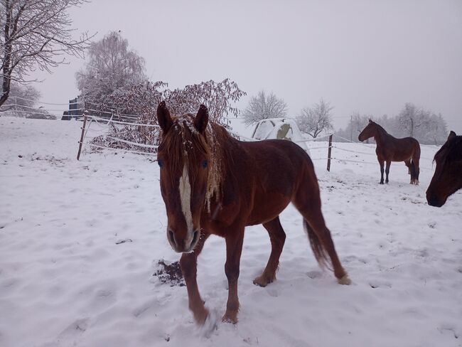 Castan, ein guter Weggefährte, Samuel, Horses For Sale, Ragnitz