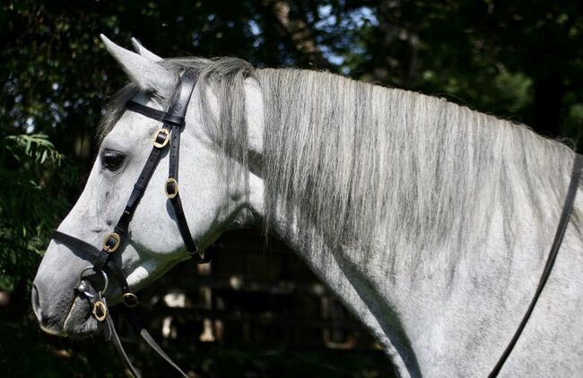 Castañuela - Andalusier, Stute, 9 Jahre, Schimmel, WOW Pferd  (WOW Pferd), Pferd kaufen, Bayern - Attenkirchen, Abbildung 4