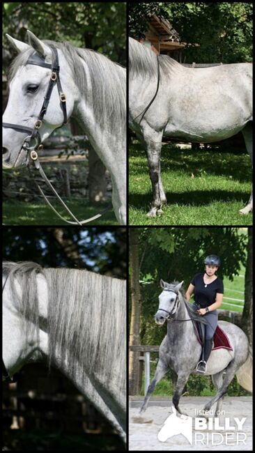 Castañuela - Andalusier, Stute, 9 Jahre, Schimmel, WOW Pferd  (WOW Pferd), Pferd kaufen, Bayern - Attenkirchen, Abbildung 5