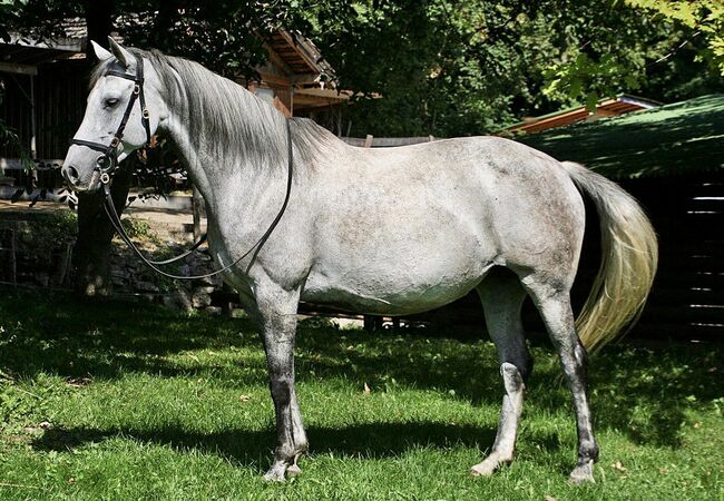 Castañuela - Andalusier, Stute, 9 Jahre, Schimmel, WOW Pferd  (WOW Pferd), Konie na sprzedaż, Bayern - Attenkirchen, Image 3