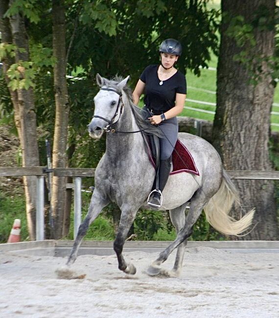Castañuela - Andalusier, Stute, 9 Jahre, Schimmel, WOW Pferd  (WOW Pferd), Konie na sprzedaż, Bayern - Attenkirchen, Image 2
