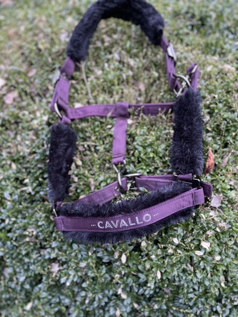 Cavallo Halfter, Cavallo , Friederike , Halters, Lienen, Image 2