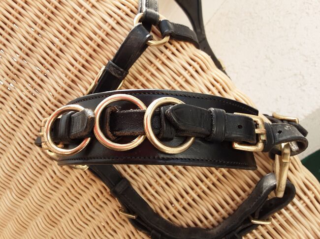 Cavesal Bitless Art of Riding, Jossy Reynfoet Cavesal, Speier, Bitless Bridles, Inzigkofen