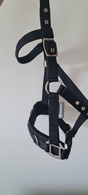 Kappzaum / Halfter, Roxi, Halters, Wissen, Image 2