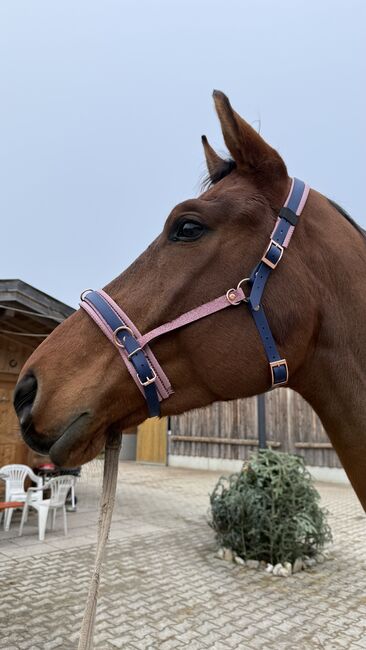 Kappzaum Pferd WB Biothane Rosa Glitzer Blau, Kappzaum Sparkle, Sarah Koch, Lunging, Feldkirchen - Westerham