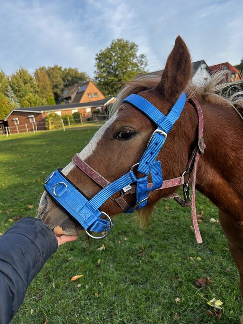 Kappzaum NEU Gr. Pony, Equiva, Fraja, Lonżowanie, Ostereistedt
