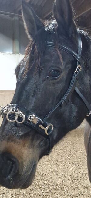 Kappzaum Leder, 4 Horses Kappzaum Excellence, Corinna , Lunging, Knieparz unter der Leithen