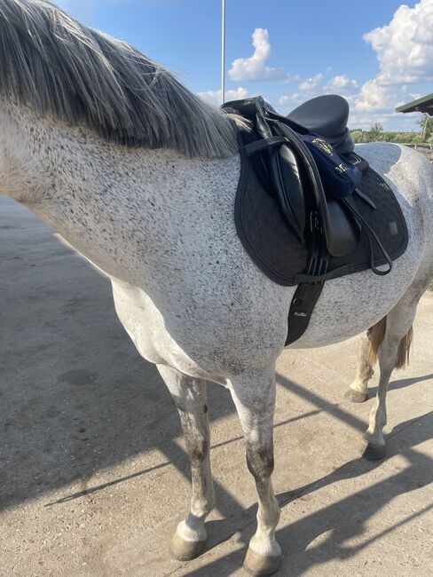 Kentaur Kassipeia, Kentaur  Kessiopeia, Anne Brandt , All Purpose Saddle, Woltersdorf, Image 2