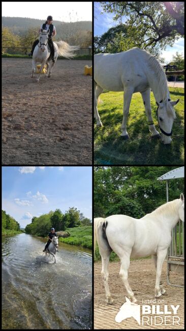 CENTAURA aus CONVERSANO XXIV-19 026/A-L/94 x SIGLAVY CAPRIOLA X, Anita Schreiber, Horses For Sale, Eichgraben, Image 8