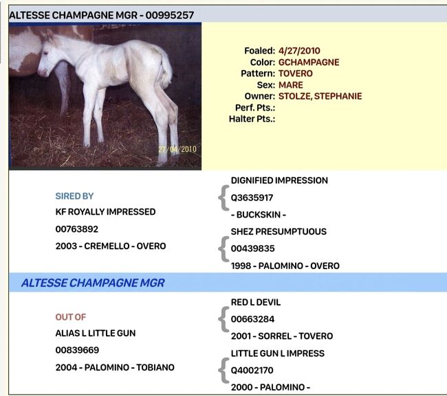 Champagner APHA Stute, Stephanie Stolze, Horses For Sale, Grafhorst, Image 4