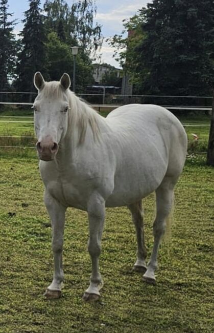 Champagner APHA Stute, Stephanie Stolze, Horses For Sale, Grafhorst, Image 3